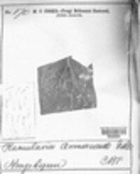 Ramularia armoraciae image